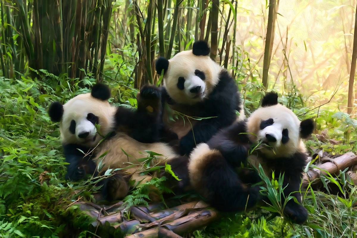 Giant Panda Base Bamboo Grove gallery canvas, unframed and in an espresso floating frame — Chengdu, China