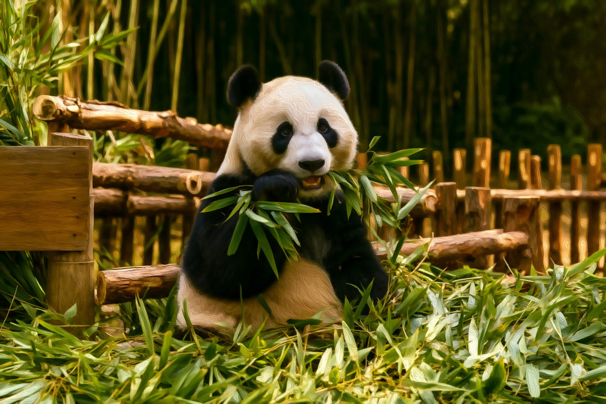 Giant Panda Breeding Research Base gallery canvas, unframed and in an espresso floating frame — Chengdu, China