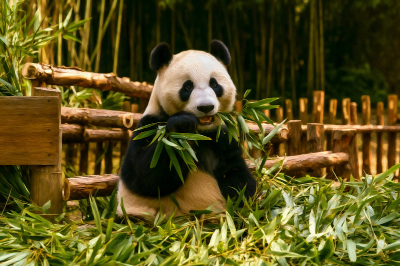 Giant Panda Breeding Research Base, Chengdu canvas