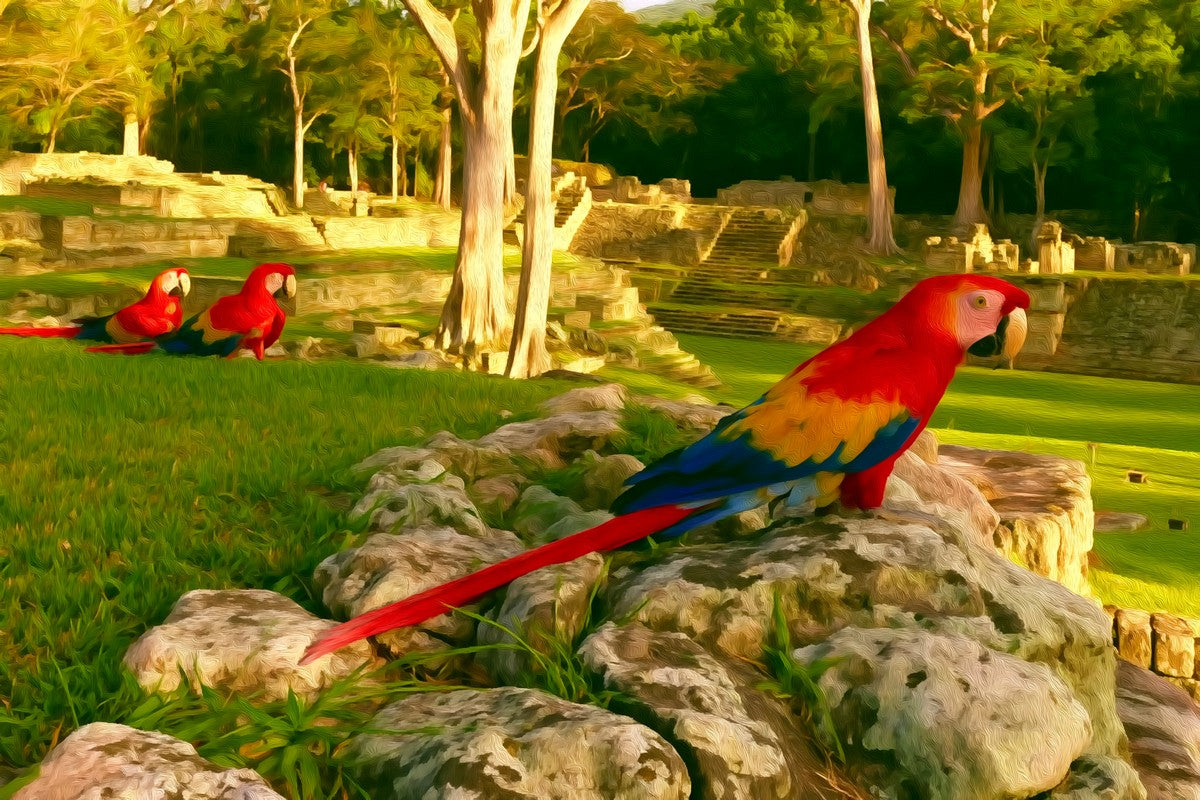 Copan Ruins Scarlet Macaws gallery canvas, unframed and in an espresso floating frame — Copan Ruins, Honduras