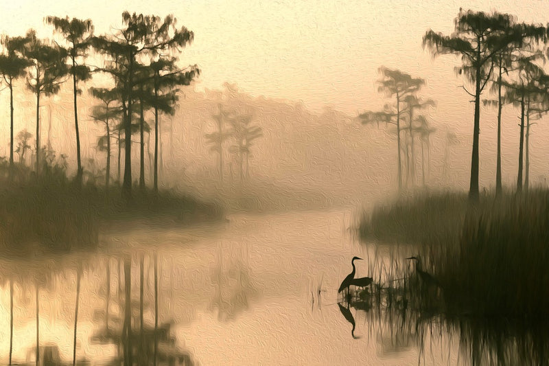 Cypress Swamp Morning Mist, Everglades National Park canvas