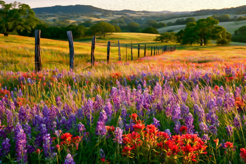 Texas Hill Country Wildflowers, Fredericksburg canvas
