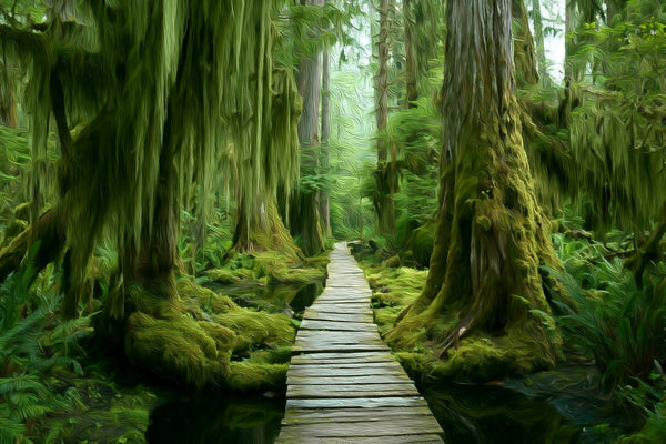 Haida Gwaii Rainforest Boardwalk, Haida Gwaii watercolor canvas