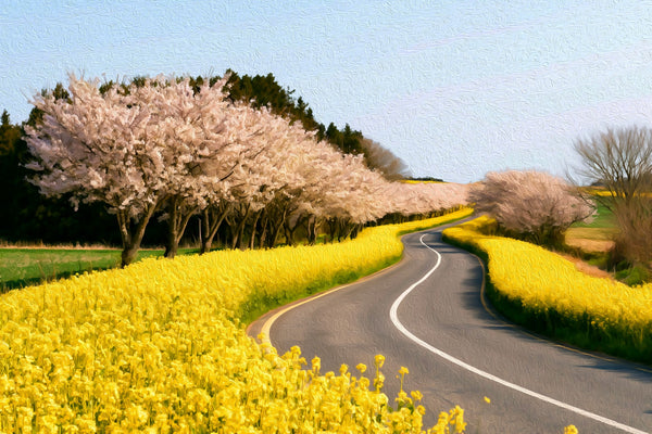 Canola Fields Cherry Blossoms Road, Jeju Island watercolor canvas
