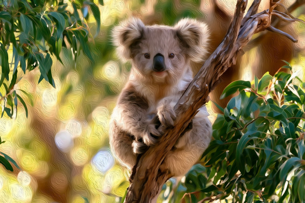 Koala In Eucalyptus Tree gallery canvas, unframed and in an espresso floating frame — Kangaroo Island, Australia