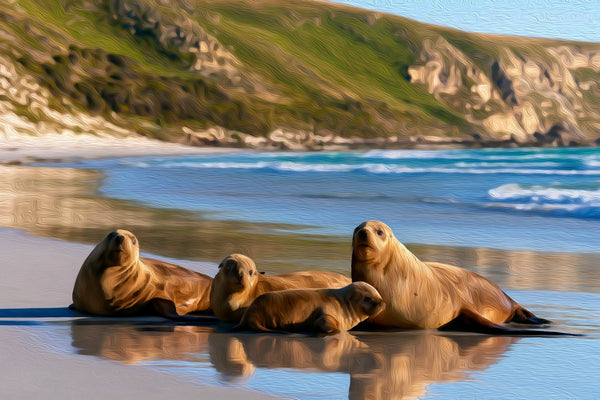 Seal Bay Sea Lions, Kangaroo Island watercolor canvas