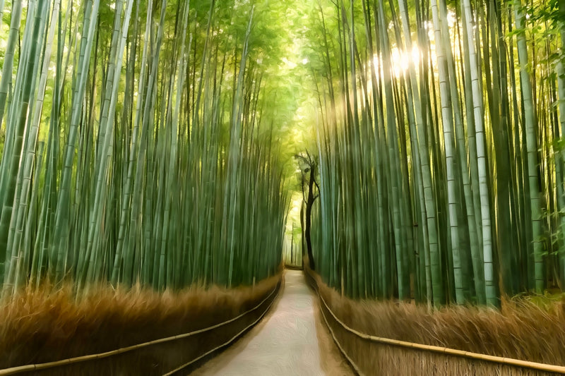 Arashiyama Bamboo Grove Path, Kyoto canvas