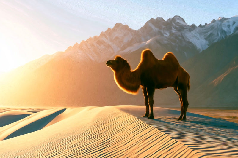Nubra Valley Sand Dunes, Leh Ladakh canvas