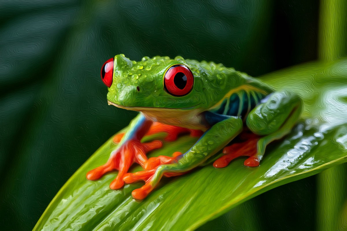 Red-Eyed Tree Frog gallery canvas, unframed and in an espresso floating frame — Monteverde, Costa Rica