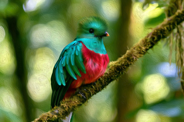 Resplendent Quetzal Cloud Forest, Monteverde watercolor canvas