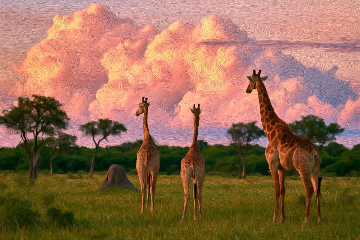 Okavango Delta Giraffe Savanna gallery canvas, unframed and in an espresso floating frame — Okavango Delta, Botswana