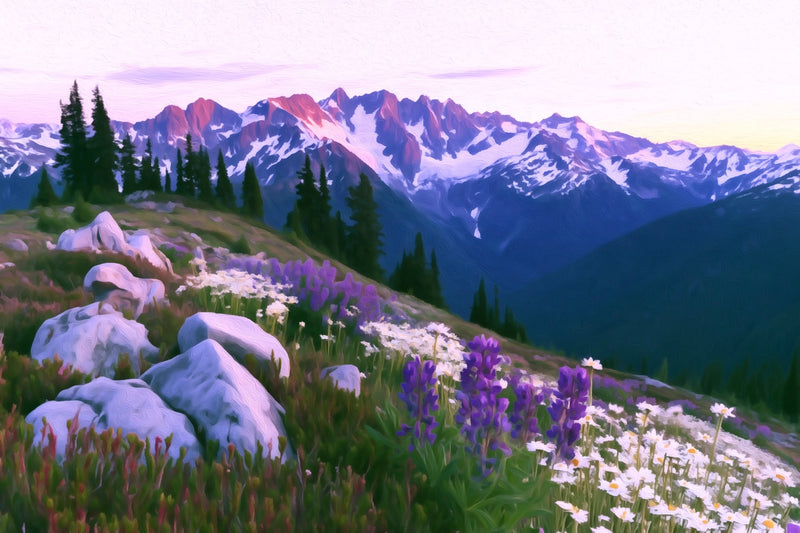 Hurricane Ridge Wildflower Meadows, Olympic National Park canvas