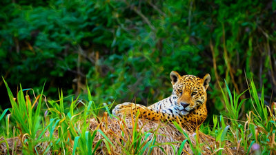 Pantanal watercolor canvas