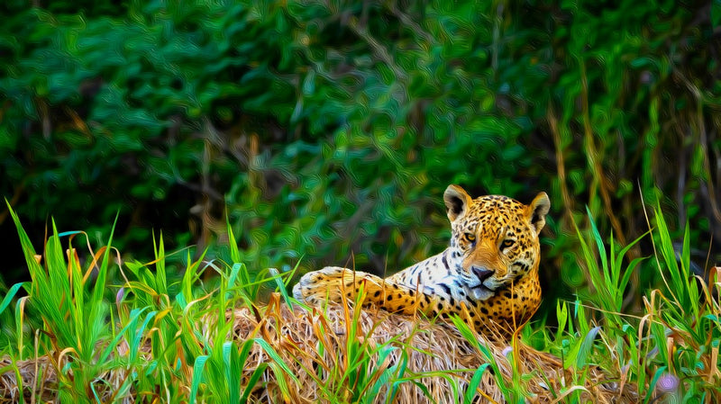 Jaguar in Pantanal Wetlands, Pantanal canvas
