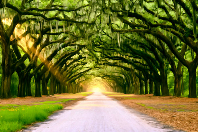 Wormsloe Oak Avenue, Savannah watercolor canvas