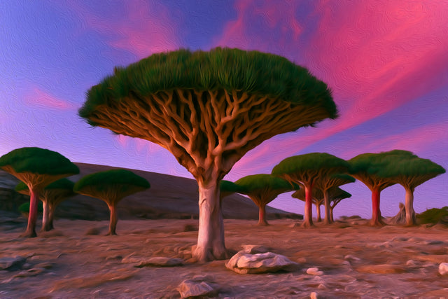 Dragon Blood Tree Forest, Socotra Island watercolor canvas