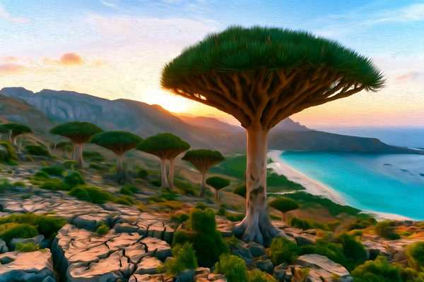 Dragon Blood Trees Socotra, Socotra Island watercolor canvas