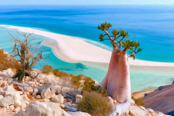 Socotra Bottle Tree Coastline, Socotra Island watercolor canvas
