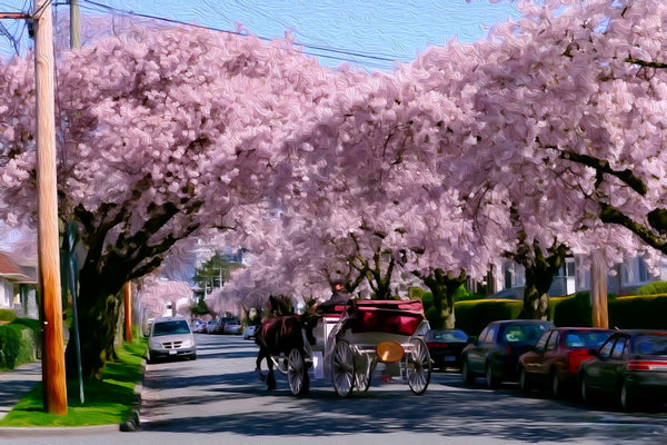 Cherry Blossom Lined Street, Victoria watercolor canvas