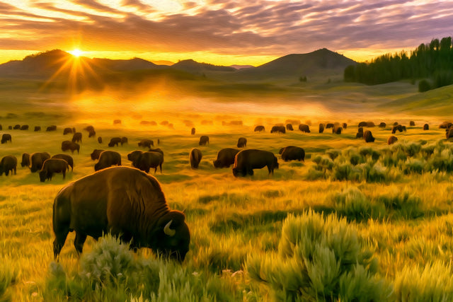 Lamar Valley Bison Herd, Yellowstone National Park watercolor canvas