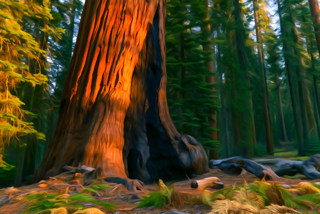 Giant Sequoia Forest Base, Yosemite National Park watercolor canvas