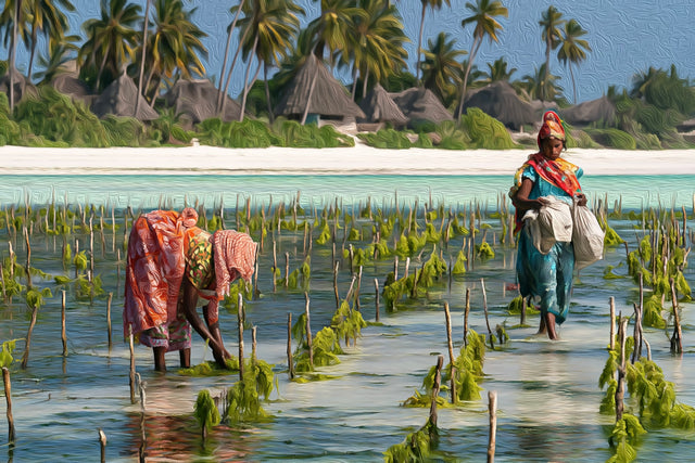Zanzibar Seaweed Farm Harvest, Zanzibar watercolor canvas