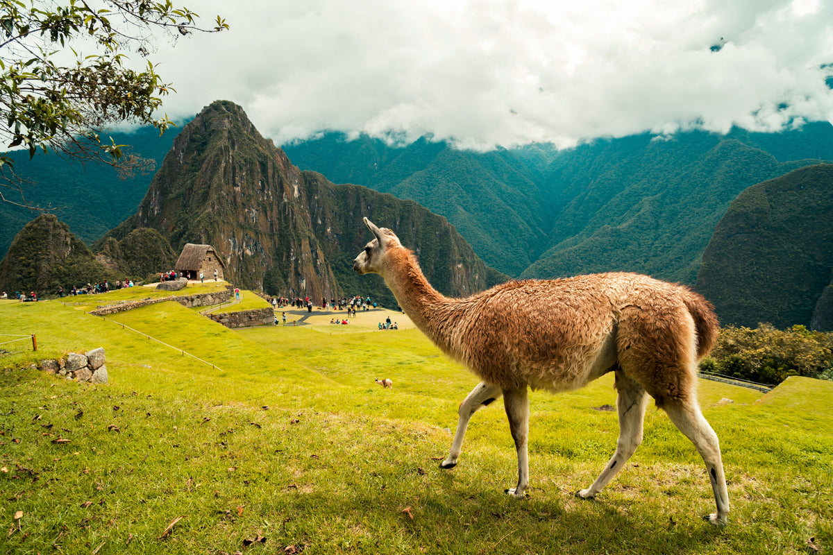 Machu Picchu, Peru study No. 03