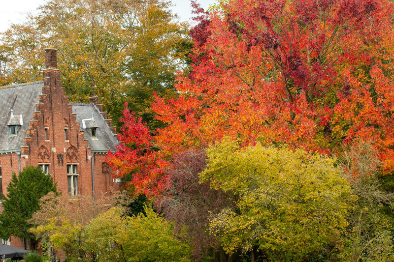 Bruges, Belgium study No. 02