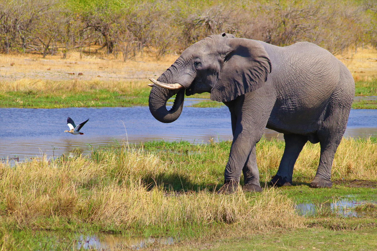 Maun, Botswana study No. 02