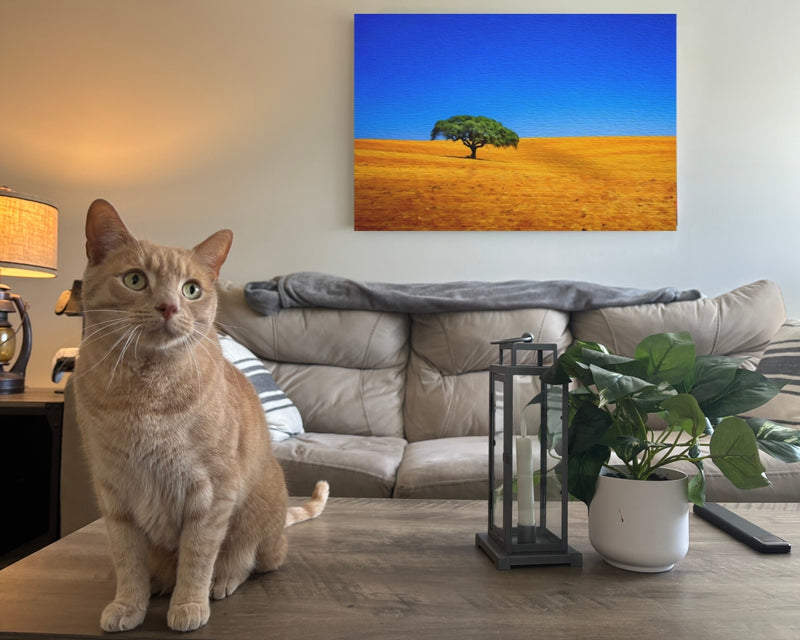 Golden Plains Lone Tree — Alentejo, Portugal, view 2