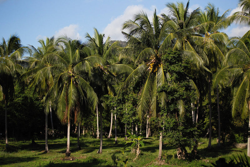 Alleppey, India visual study 03