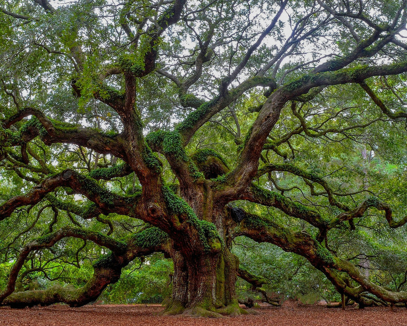 Charleston, South Carolina study No. 02