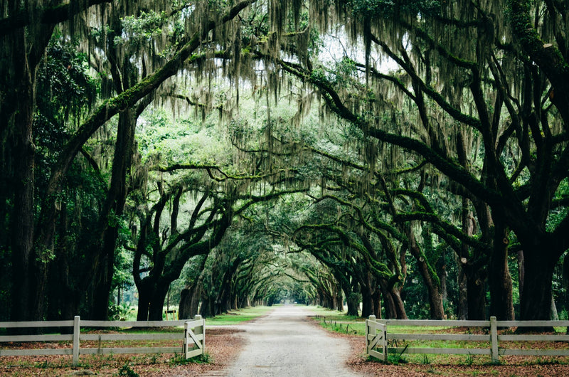Savannah, Georgia study No. 01