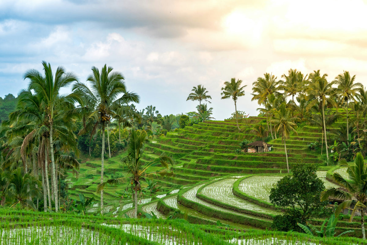 Bali, Indonesia study No. 02