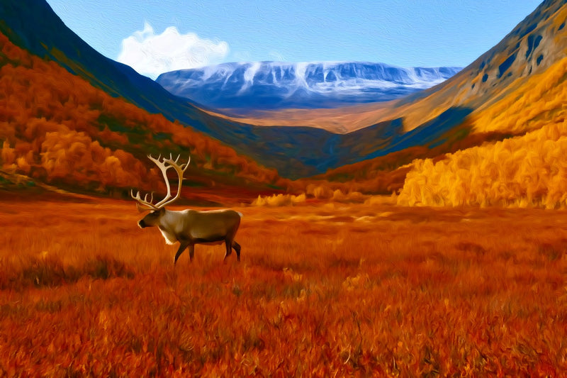 Abisko Valley Caribou Tundra, Abisko canvas