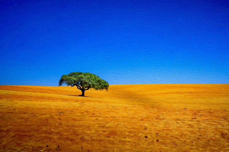 Golden Plains Lone Tree, Alentejo canvas