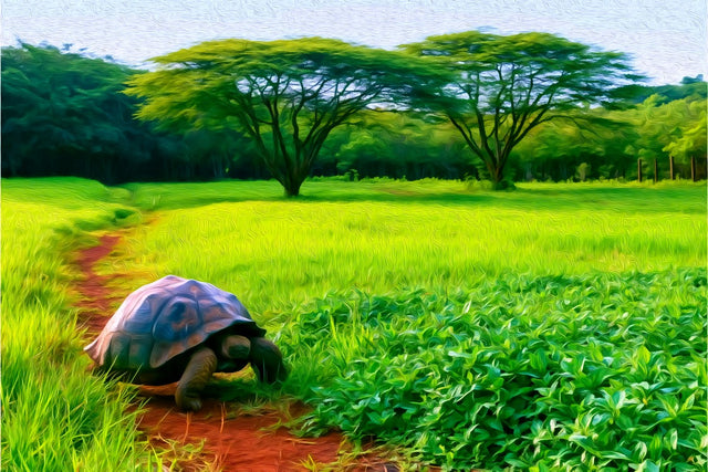 Galapagos Giant Tortoise Highlands, Galapagos Islands watercolor canvas