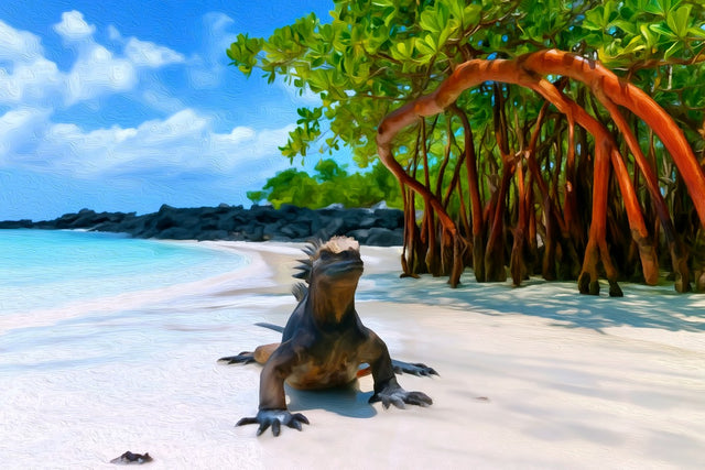 Galapagos Marine Iguana Beach, Galapagos Islands watercolor canvas
