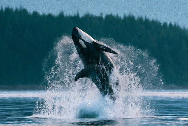 Orca Breaching Haida Gwaii Waters, Haida Gwaii watercolor canvas