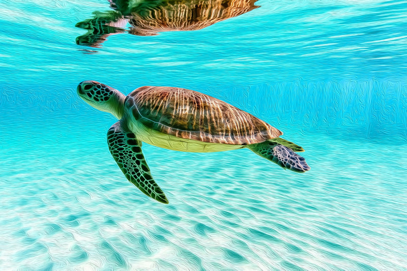 Green Sea Turtle Waters, Ilha Grande canvas