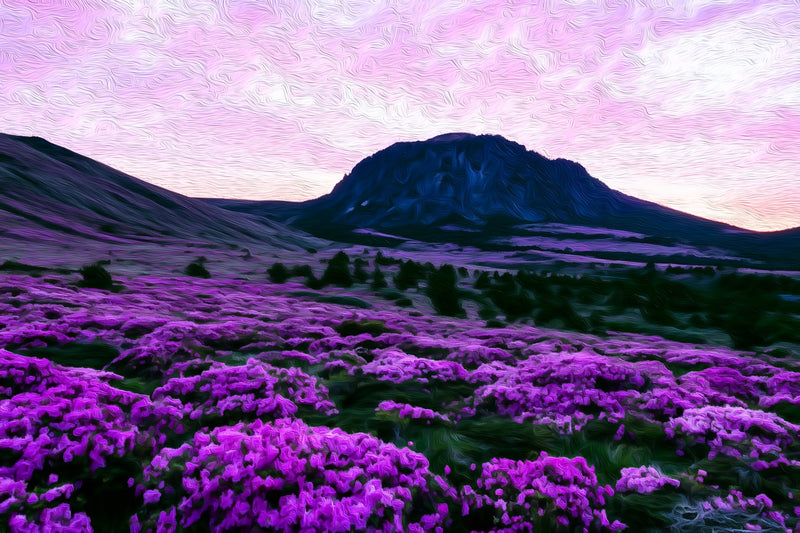 Hallasan Mountain Heather Fields, Jeju Island canvas