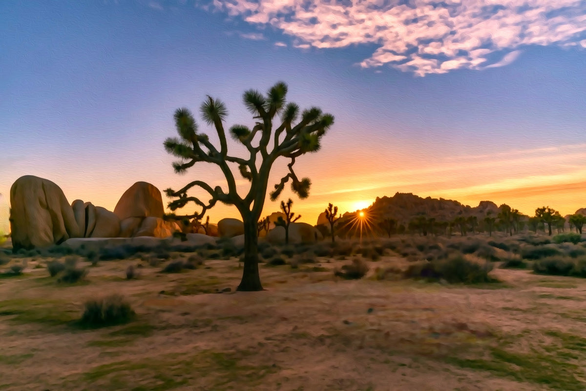 Joshua Tree Desert Sunrise gallery canvas, unframed and in an espresso floating frame — Joshua Tree, California
