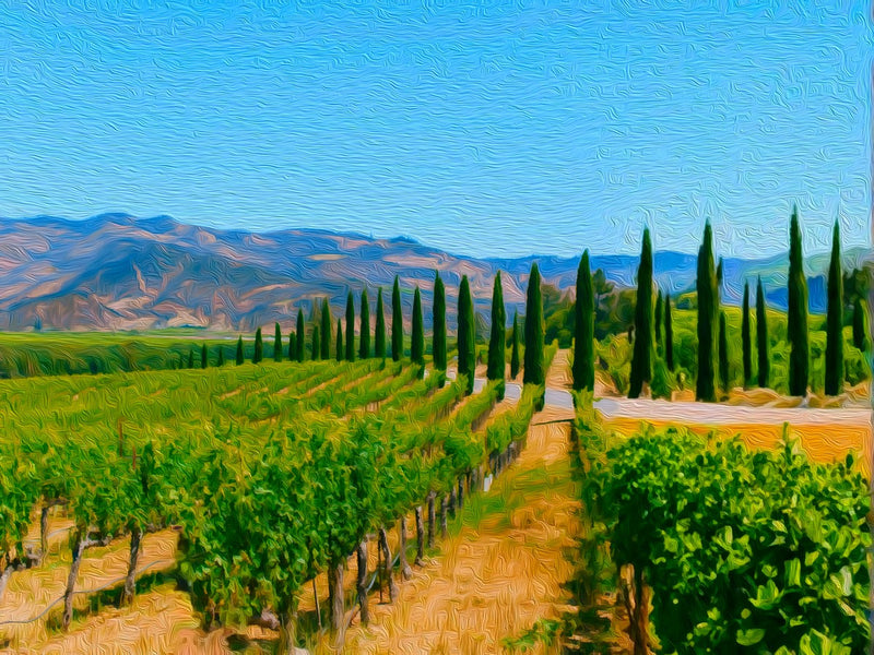 Napa Valley Vineyard Vista, Napa Valley canvas