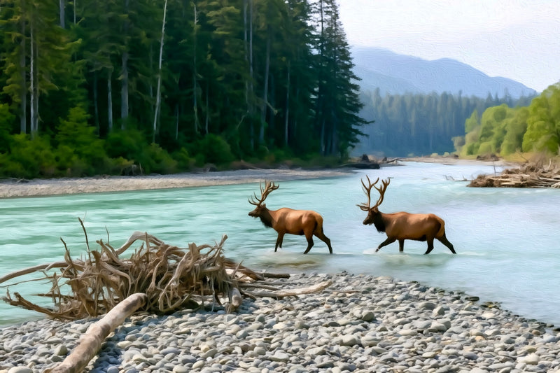 Hoh River Elk Crossing, Olympic National Park canvas