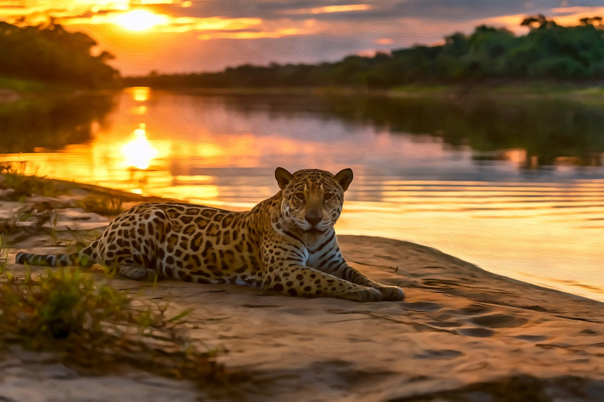 Jaguar River Sunset Pantanal gallery canvas, unframed and in an espresso floating frame — Pantanal, Brazil