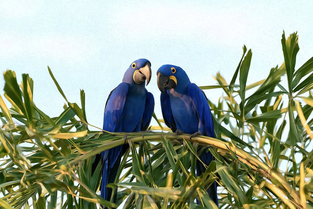 Hyacinth Macaws Palm Canopy, Pantanal watercolor canvas