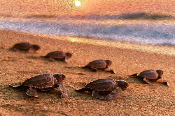 Sea Turtle Hatchlings Beach Release, Puerto Escondido watercolor canvas