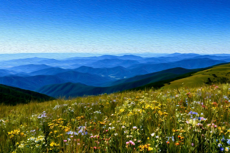 Blue Ridge Wildflower Meadows, Shenandoah National Park canvas