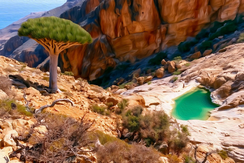 Dragon Blood Tree Pool, Socotra Island canvas