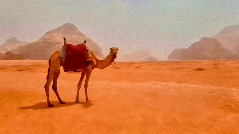 Desert Valley Camel At Dusk, Wadi Rum canvas